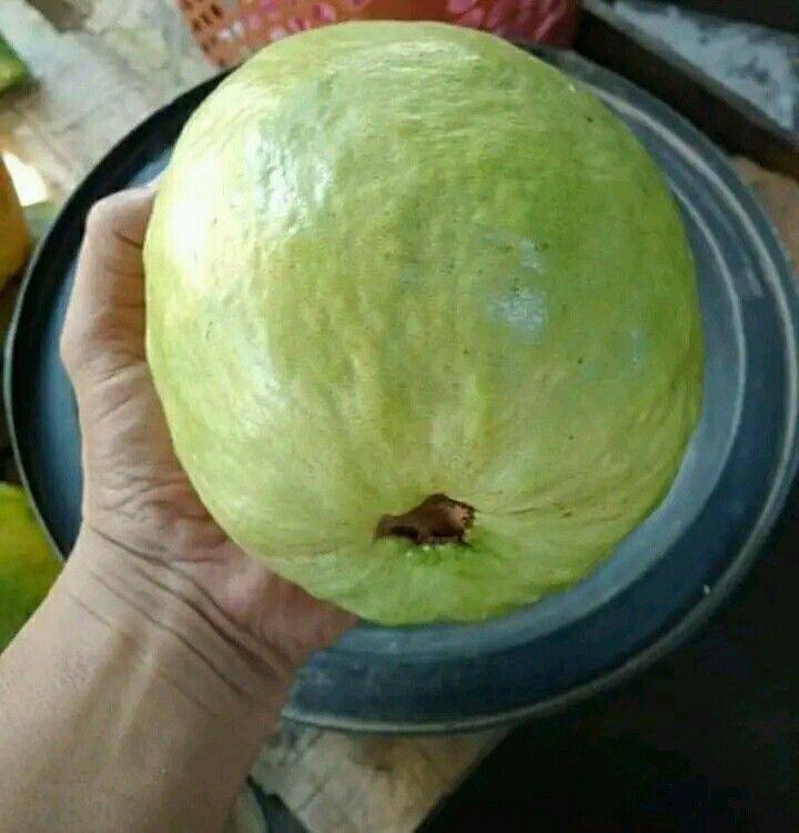 Muda de Goiaba Tailandesa 