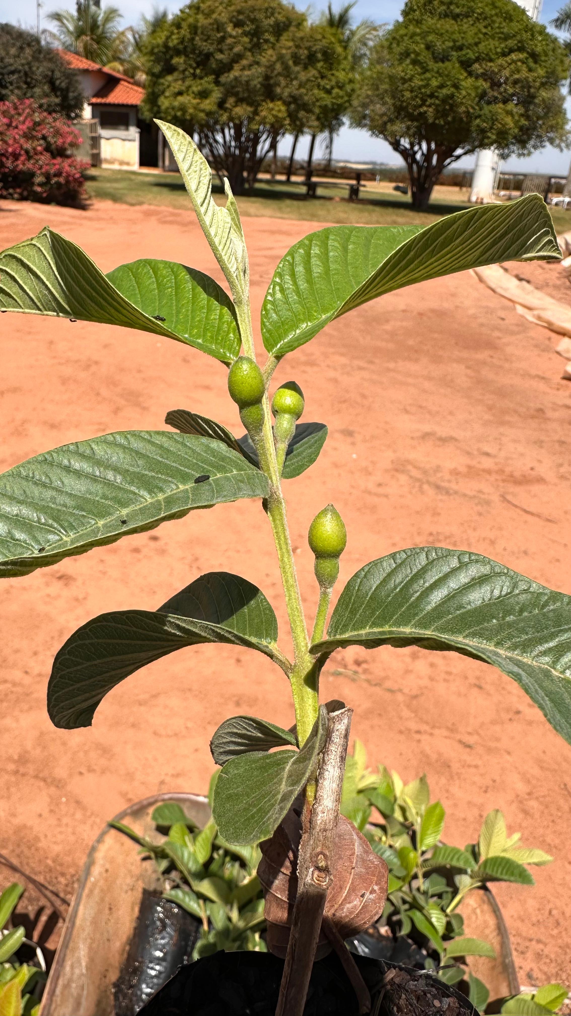 Muda de Goiaba Tailandesa 