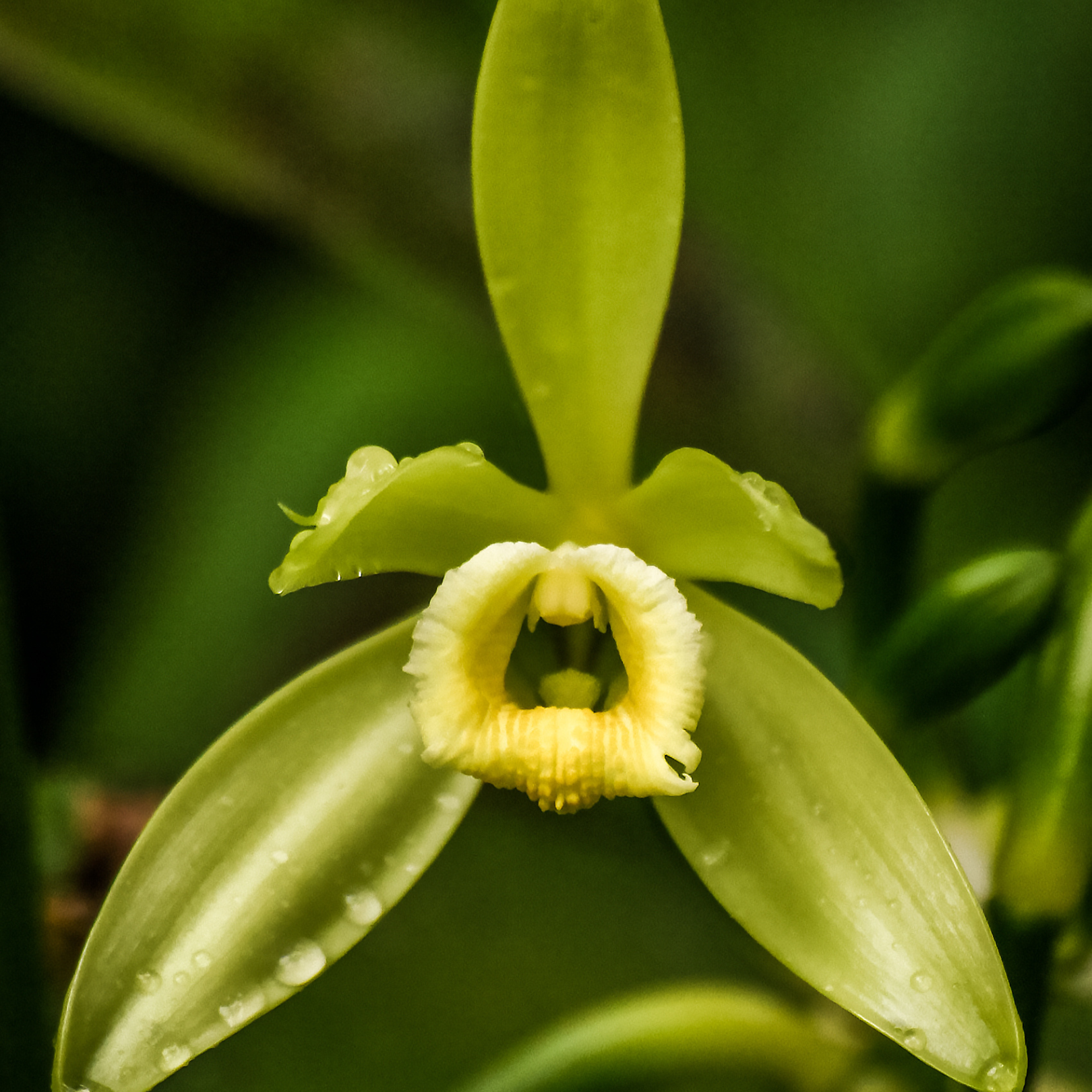 Red Bourbon Vanilla Beans – EU Grade B (Split & Whole Mix)