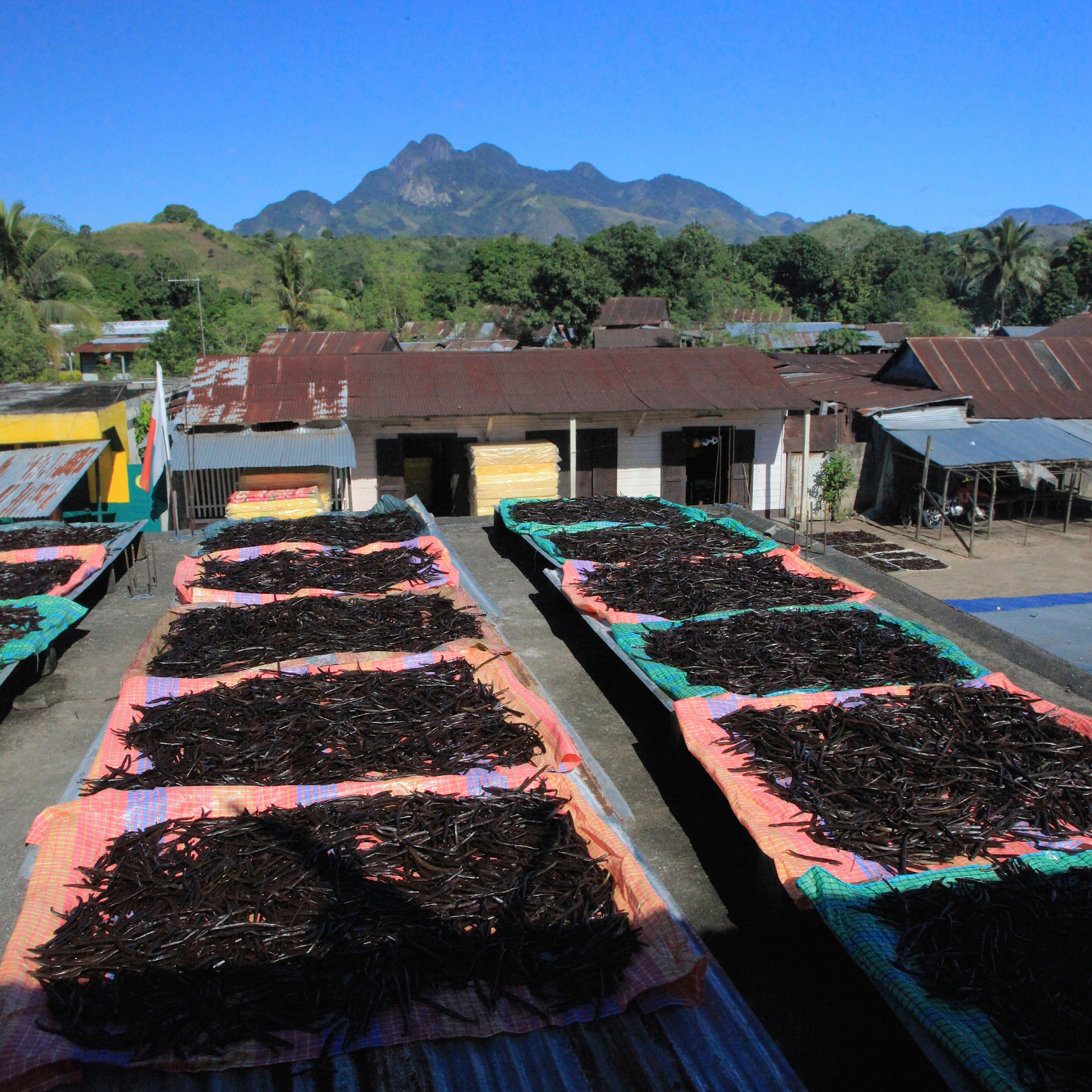 Madagascar Vanilla Powder: The Pure Essence of Bourbon Vanilla