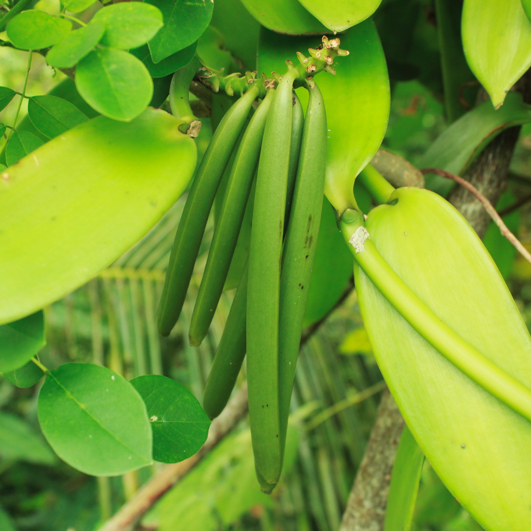 TK Bourbon Vanilla Beans (Grade A)