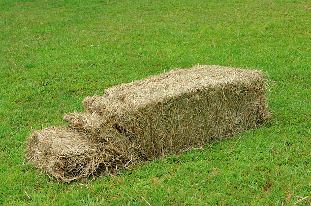 Top Quality Meadow Hay Bales