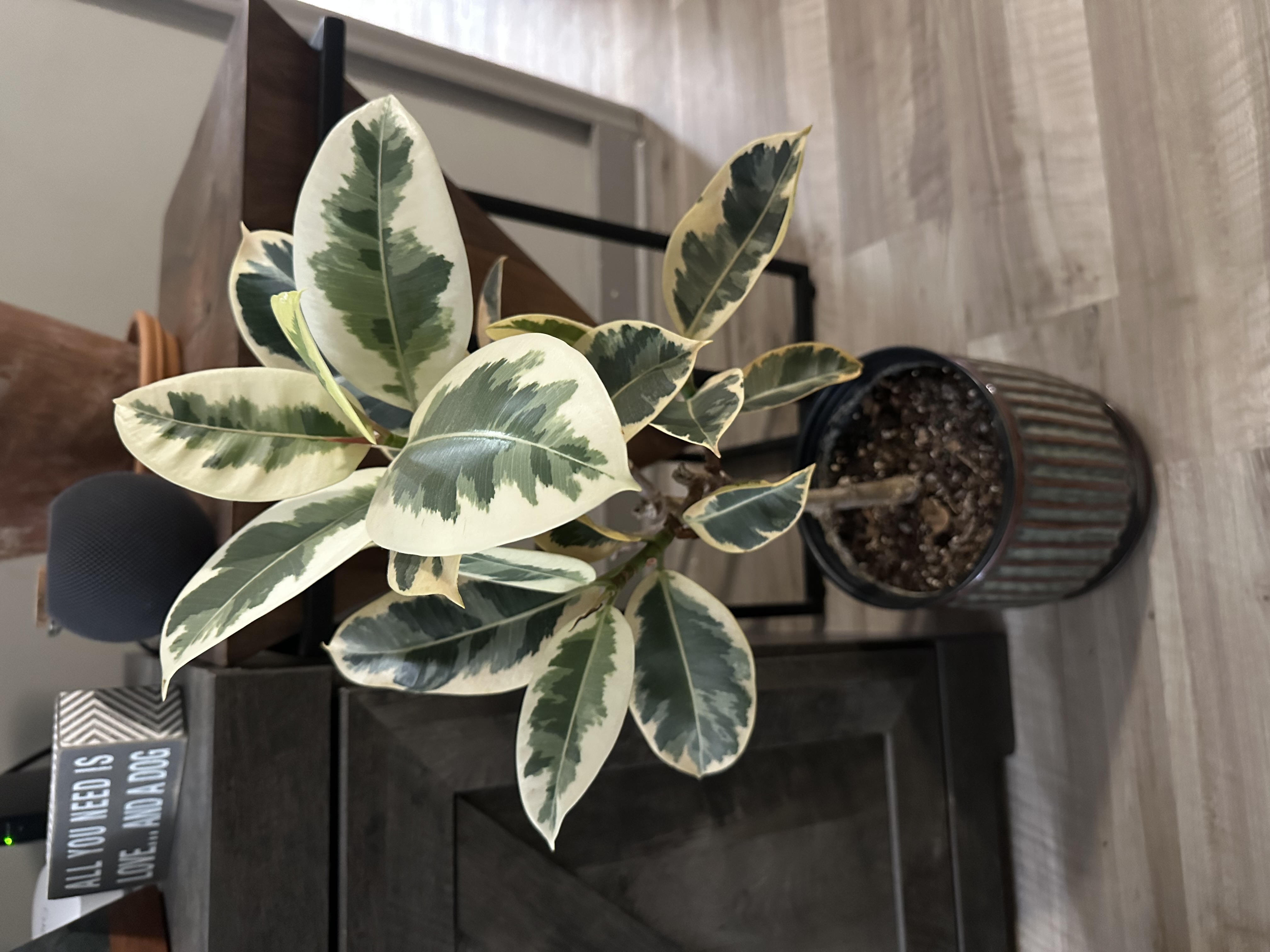 Fresh Ficus Tineke Cuttings 