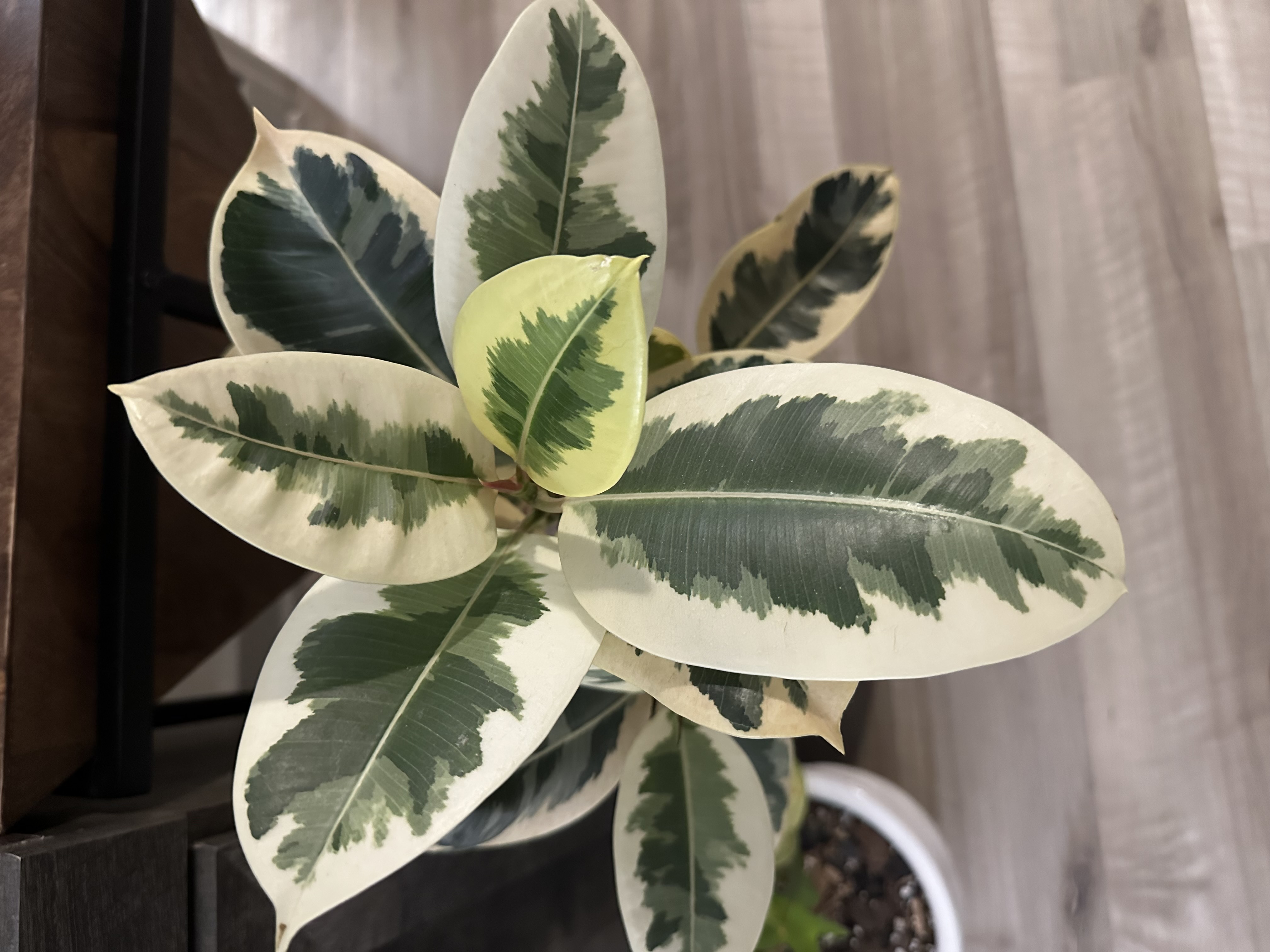 Fresh Ficus Tineke Cuttings 