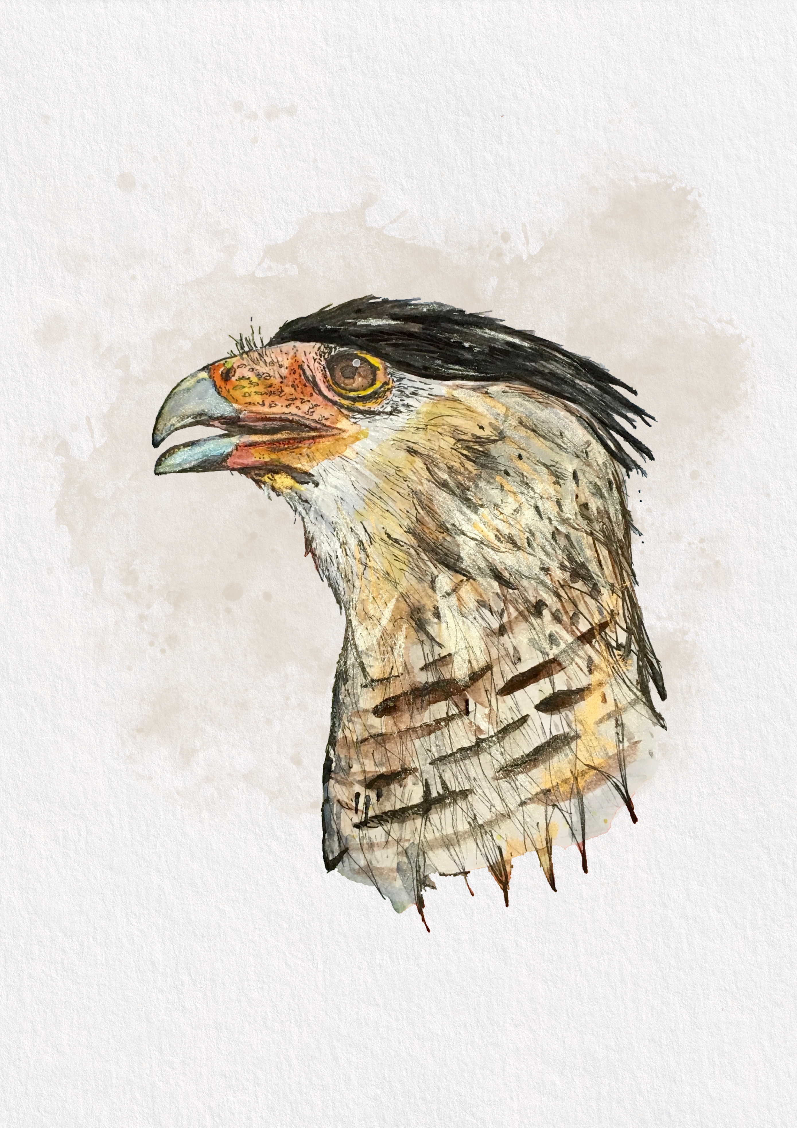 Crested Caracara Giclée
