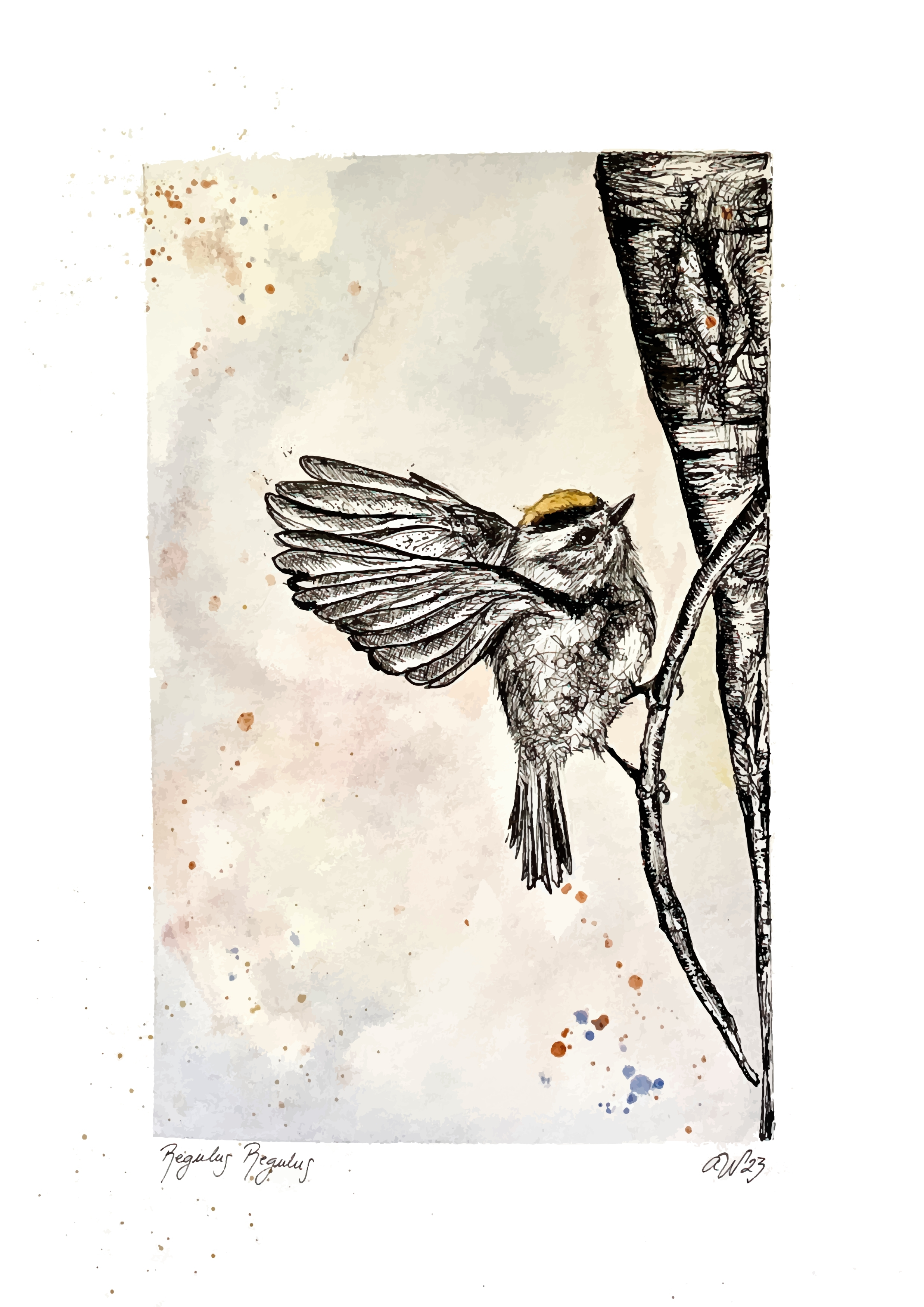 Goldcrest Giclée 3