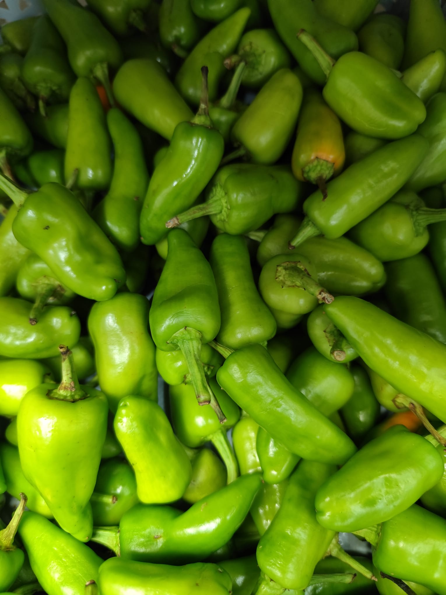 Fresh Green Peppers