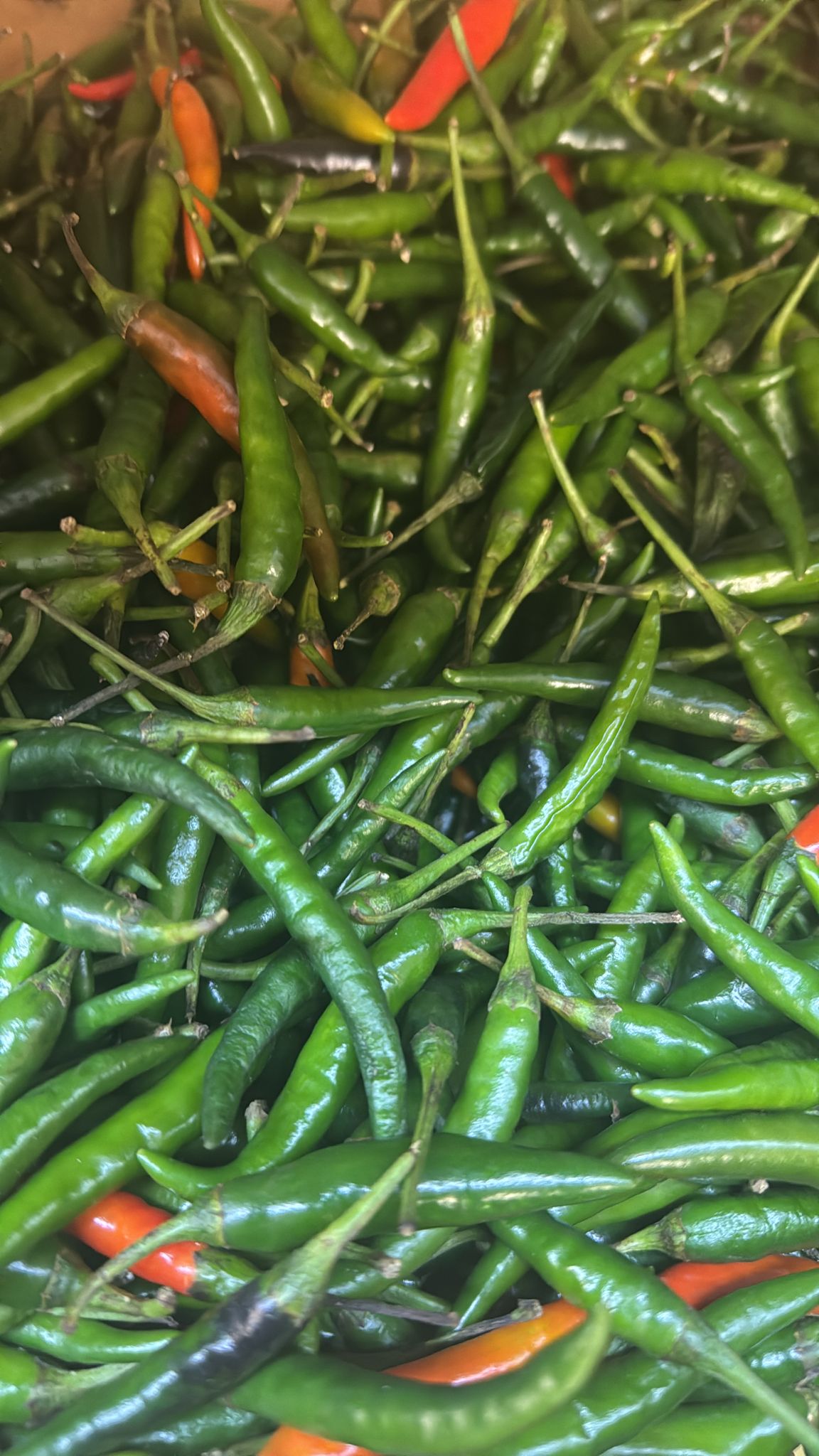 Fresh Chili Peppers