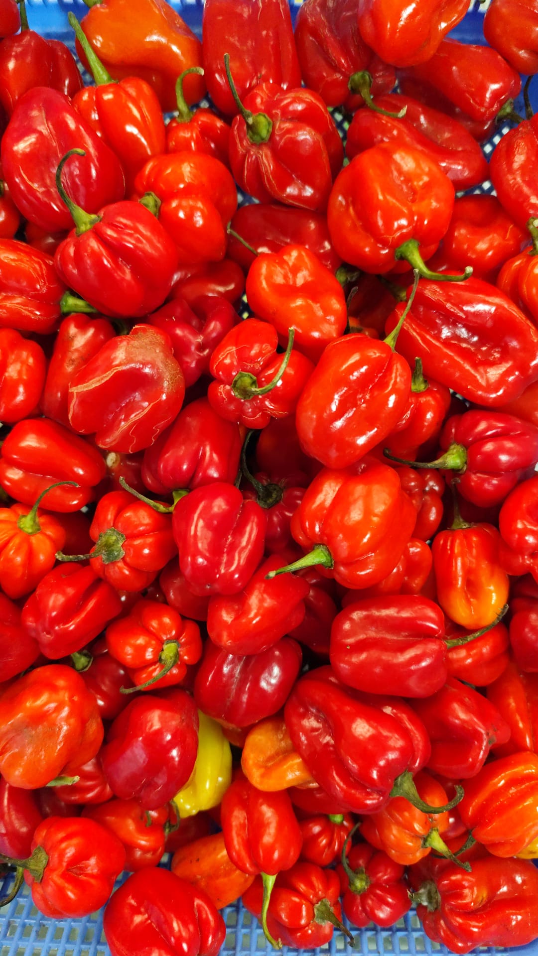 Fresh Red Habanero Peppers