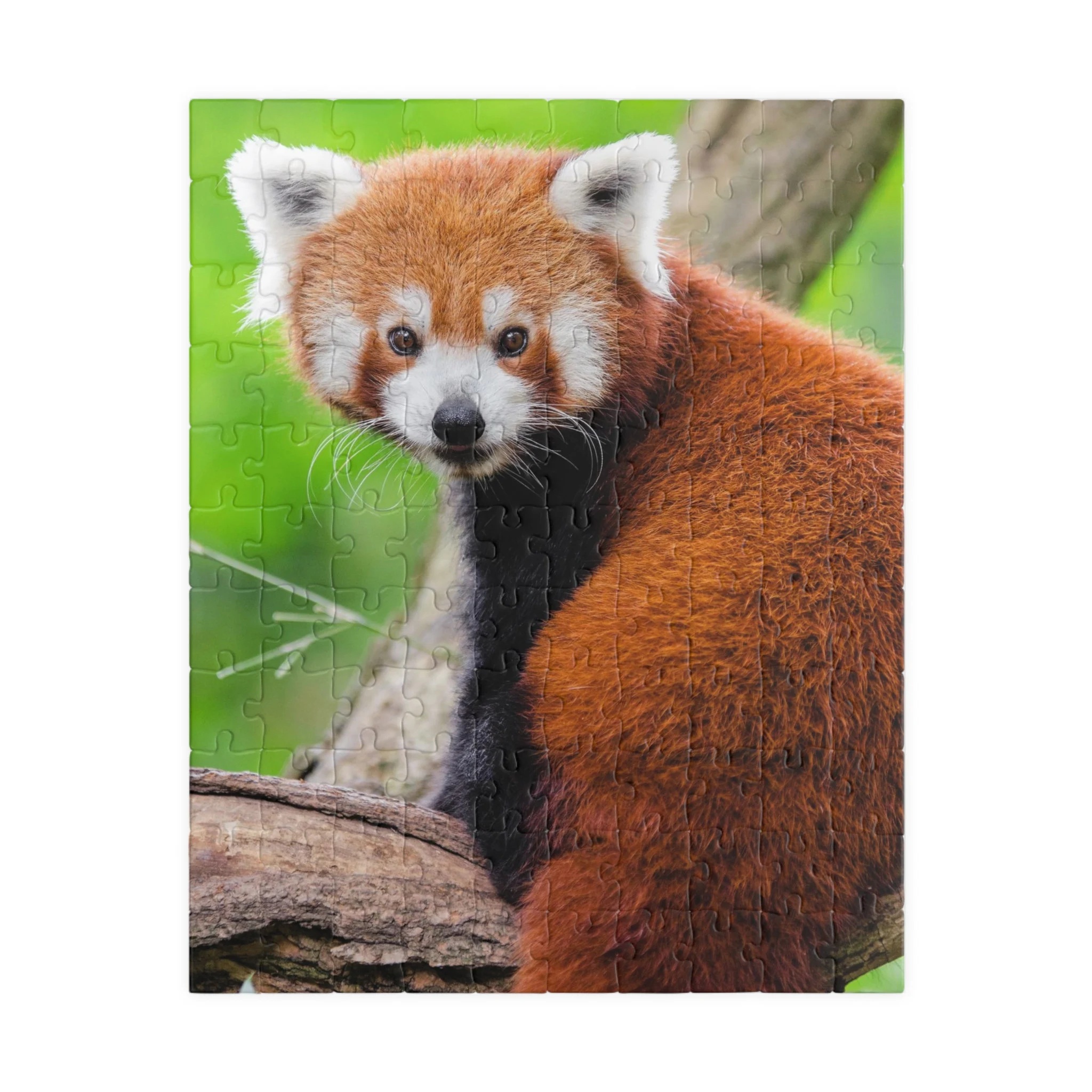Cute Red Panda Jigsaw Puzzle