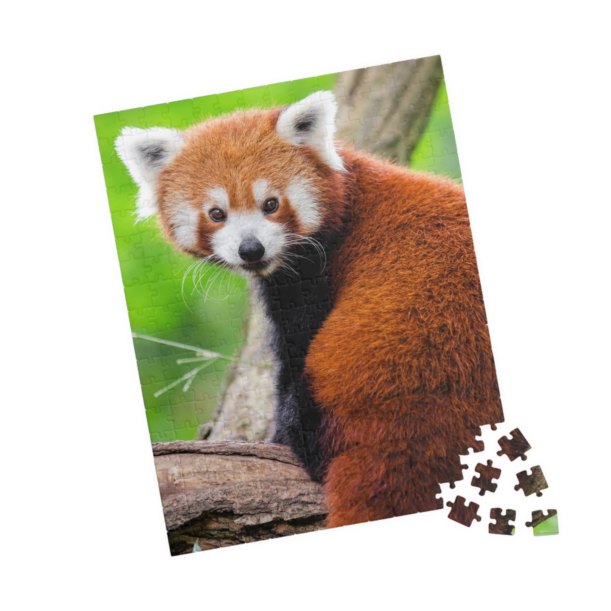 Cute Red Panda Jigsaw Puzzle