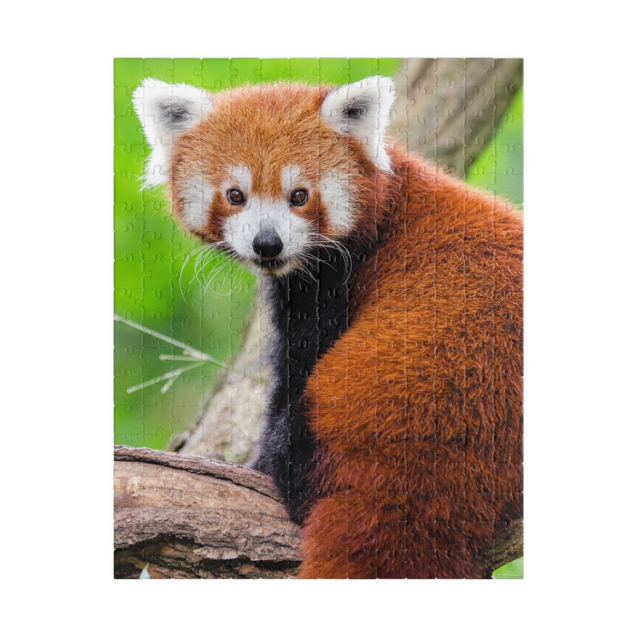 Cute Red Panda Jigsaw Puzzle