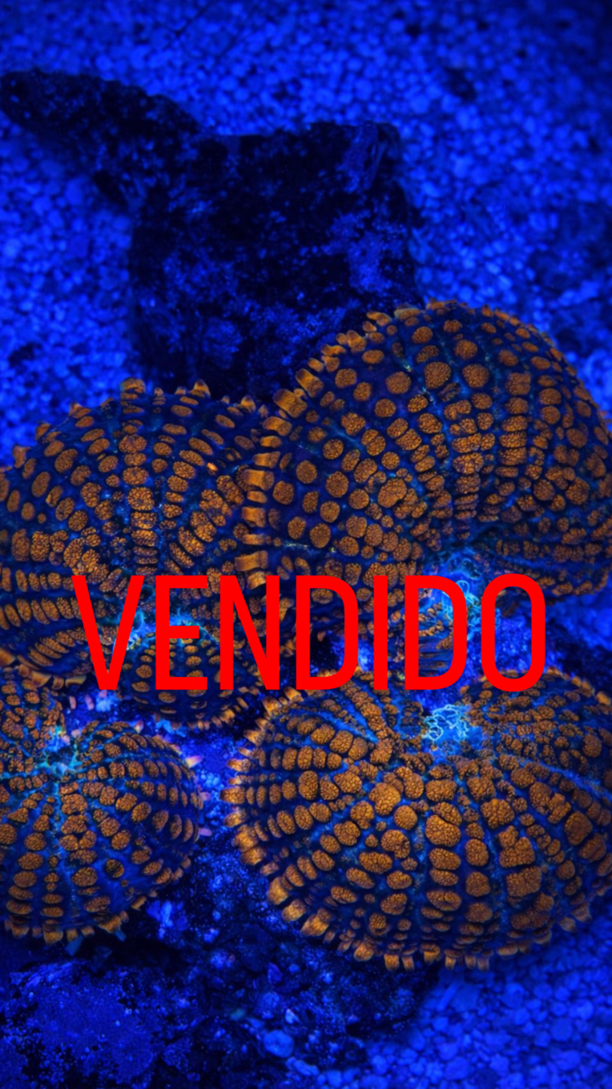 Mushroom Rhodactis Superman