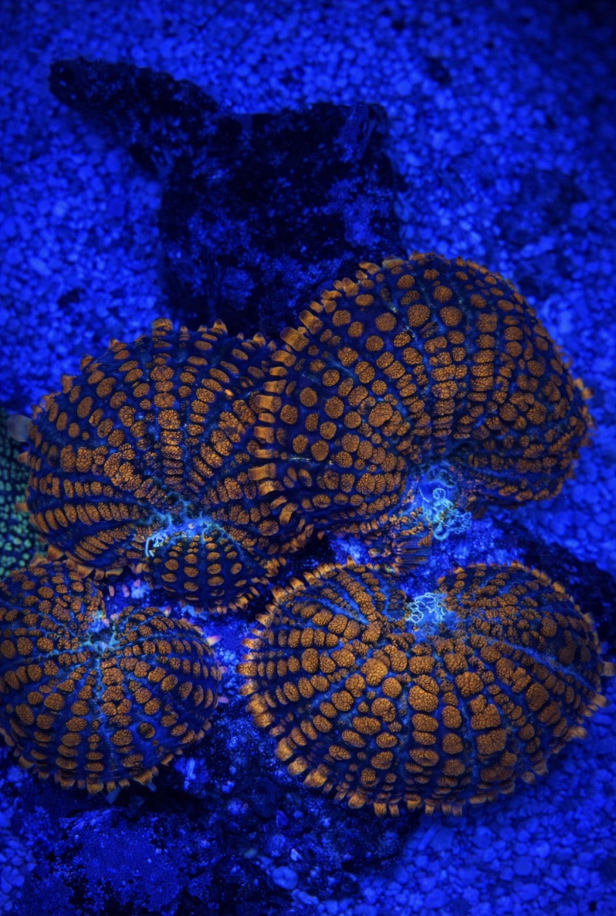 Mushroom Rhodactis Superman