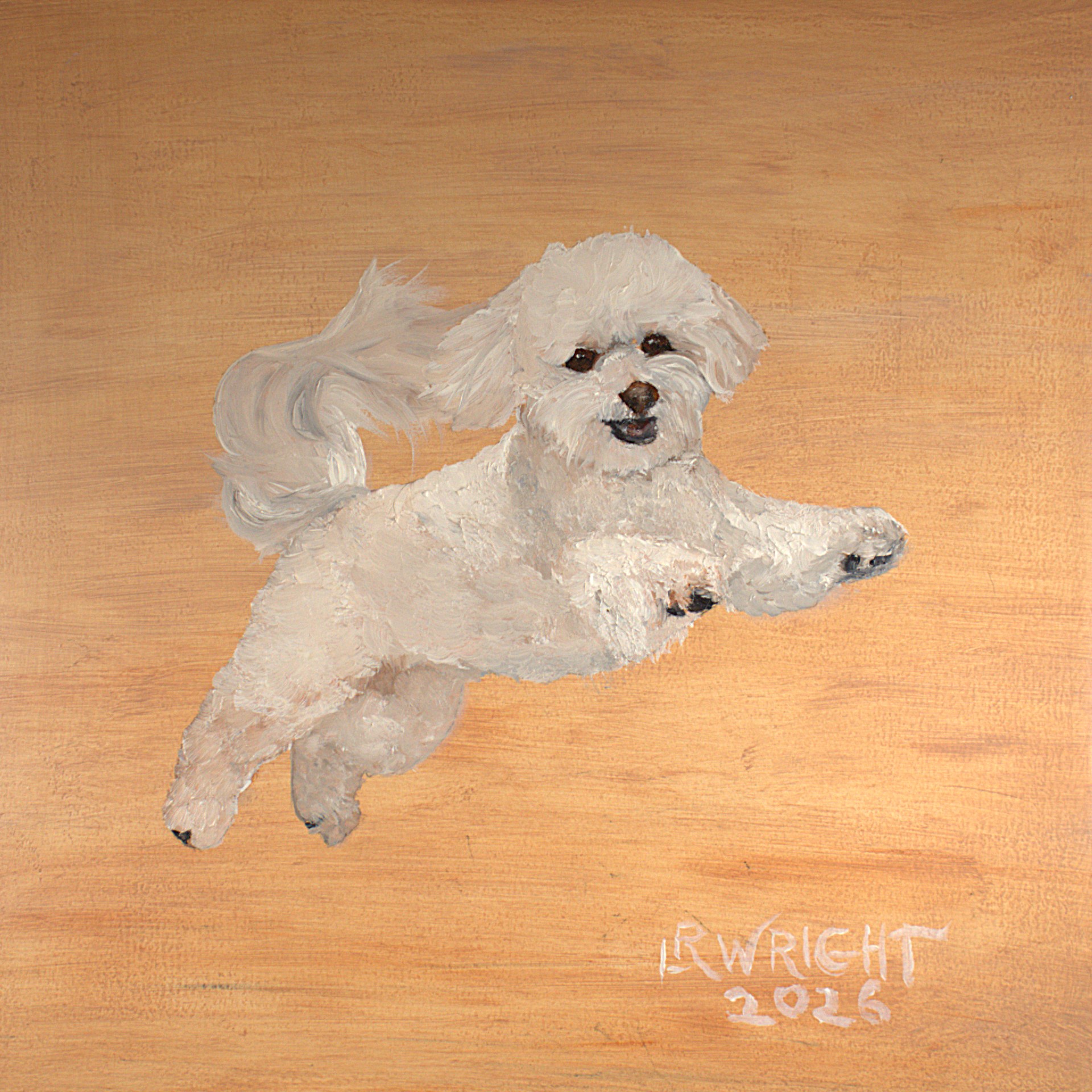 Bichon Frise 12026 8"x8" oil on birch cradle board