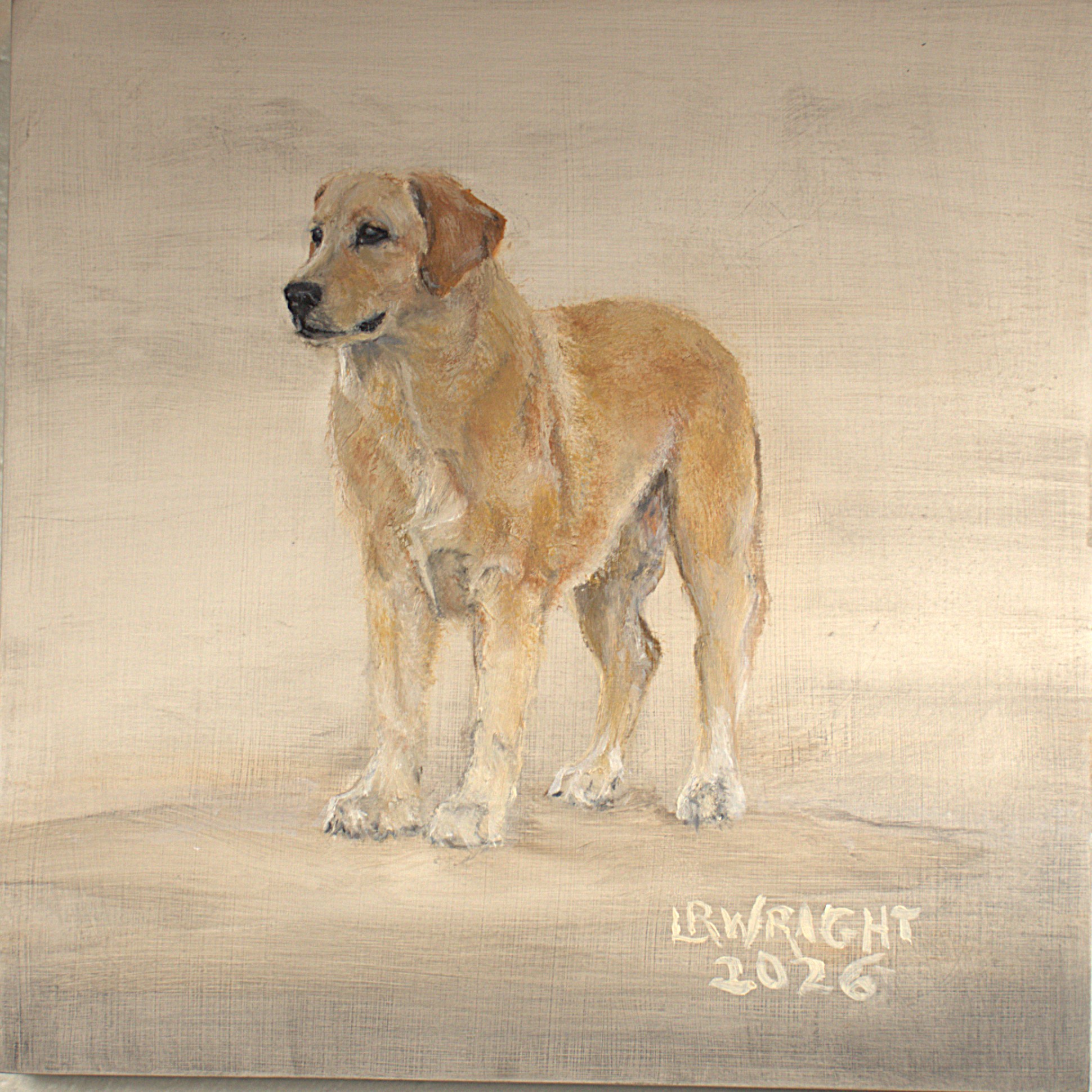 Labrador 12026 8"x8" oil on birch cradle board