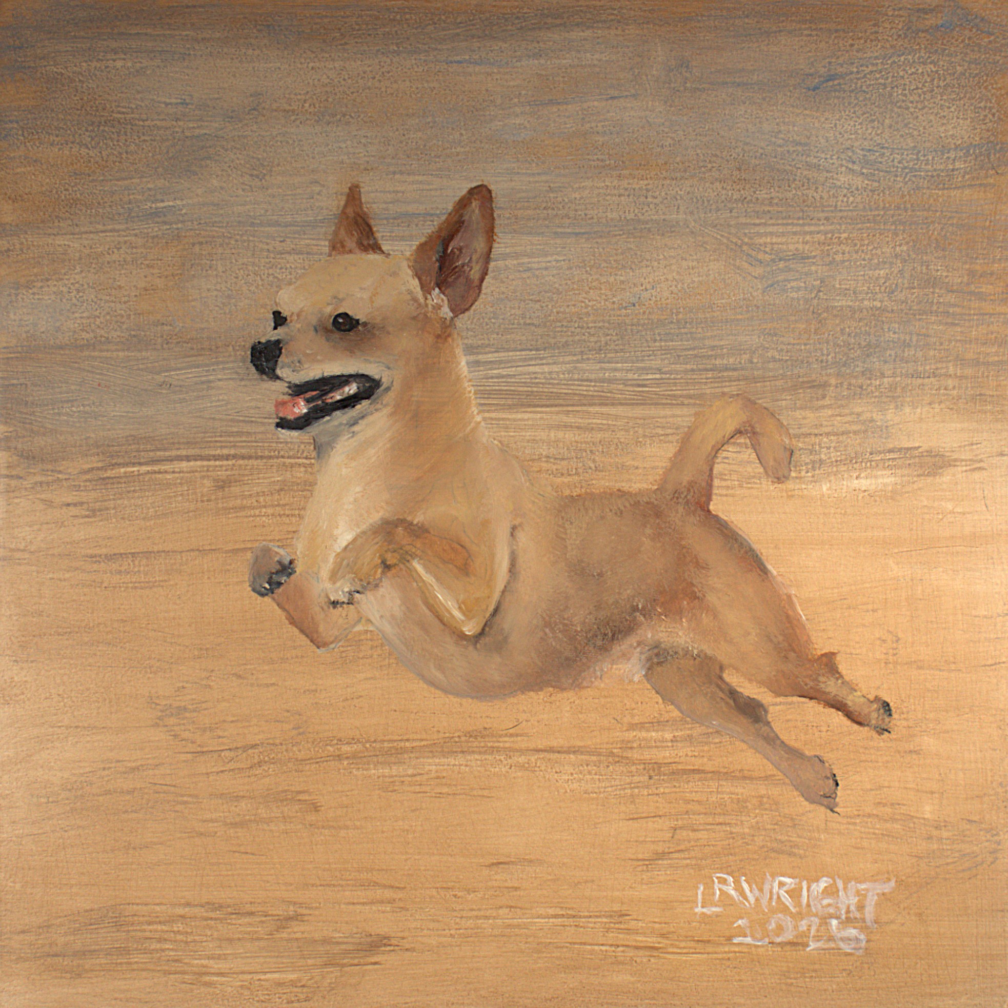Chihuahua 12026 8"x8" oil on birch cradle board