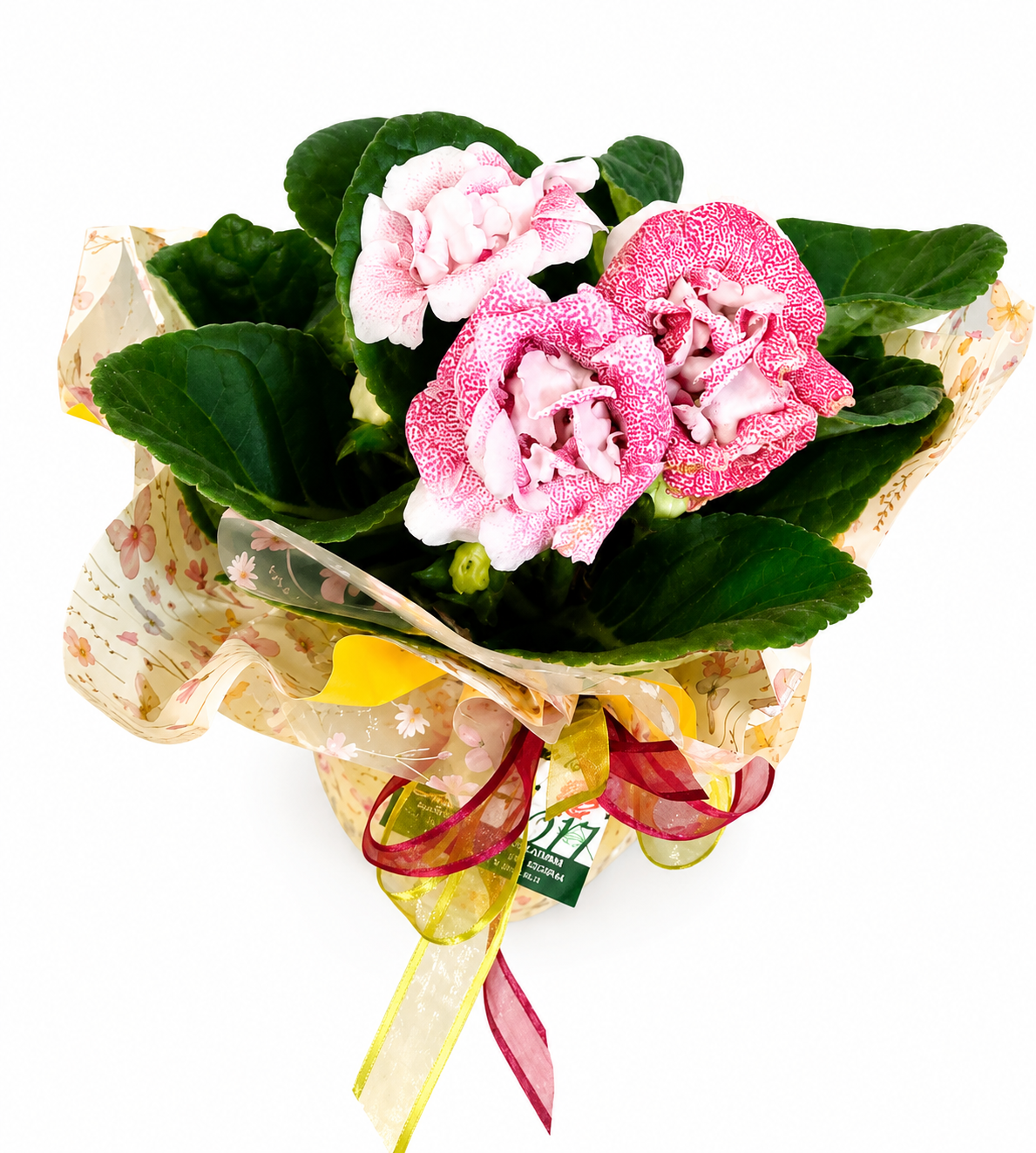 Vaso di rose 
