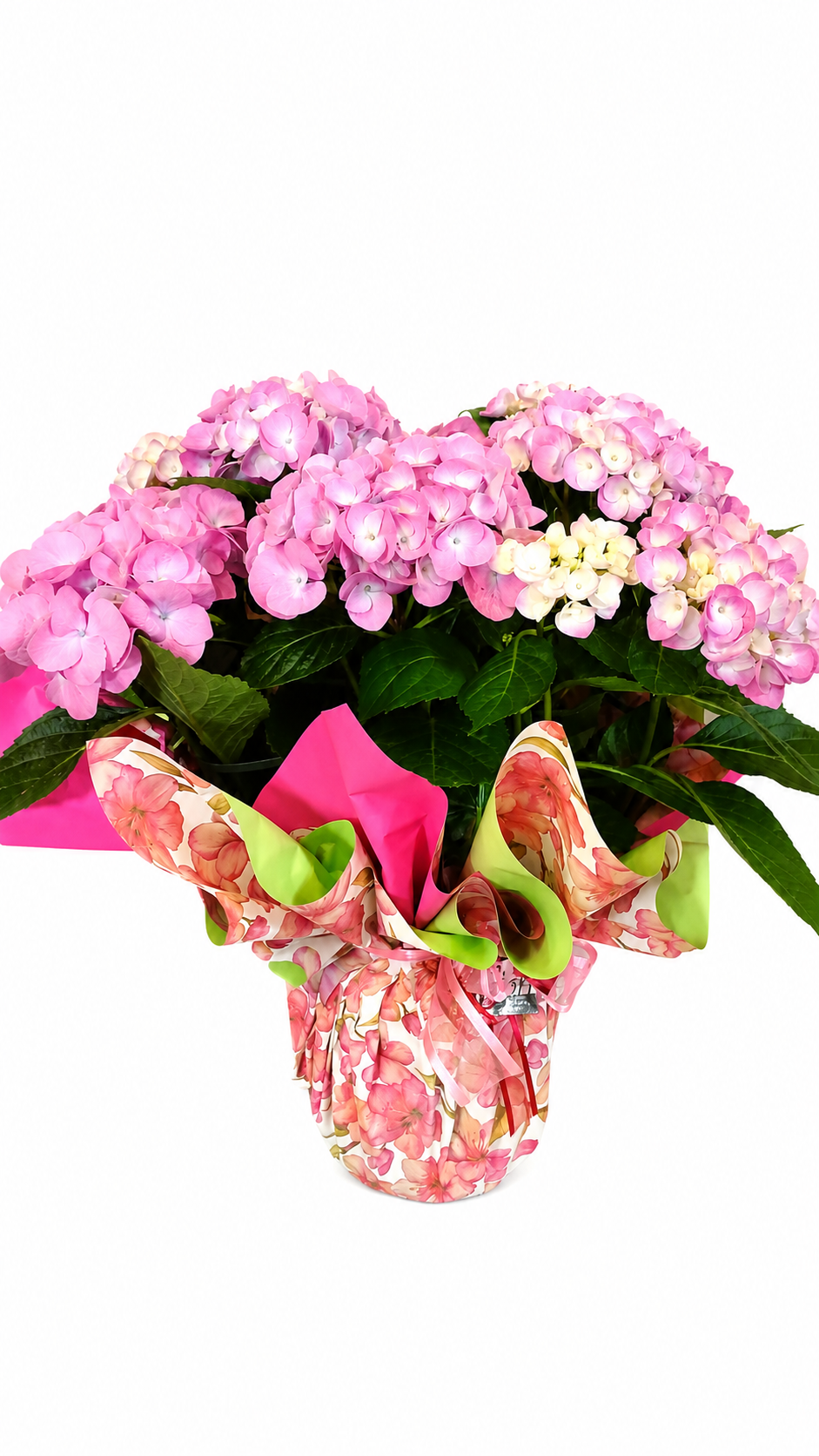 Ortensia Rosa in vaso