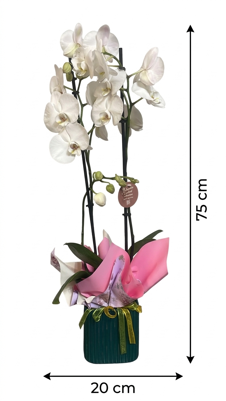 Orchidea Phalaenopsis Bianca