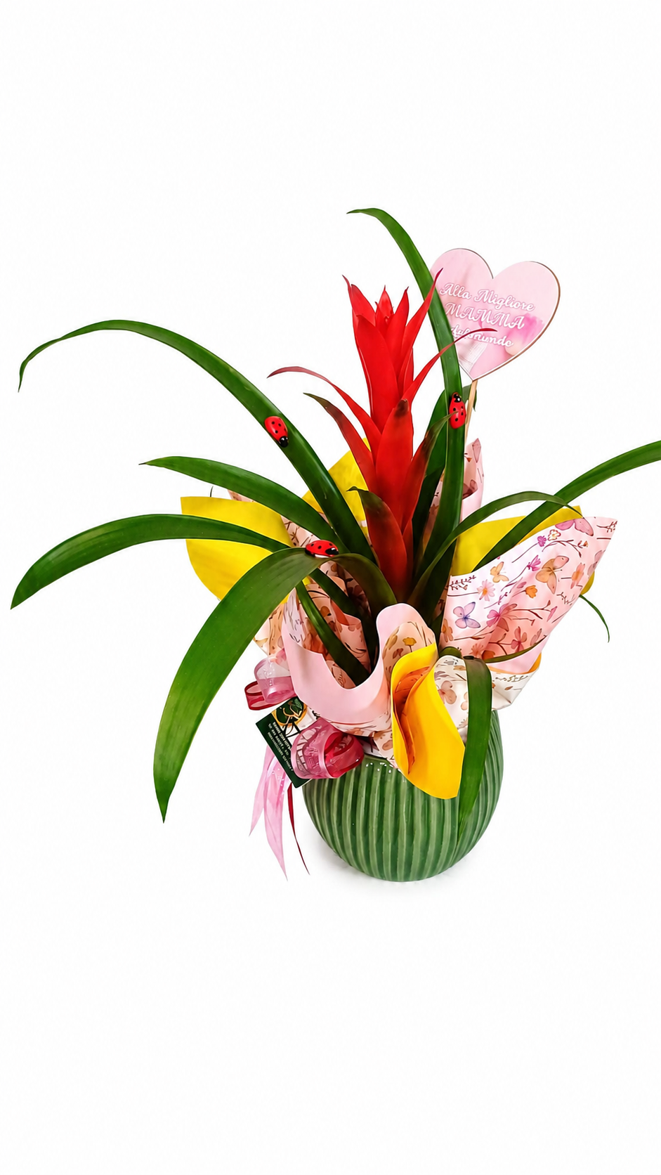 Vaso con Bromelia Decorata