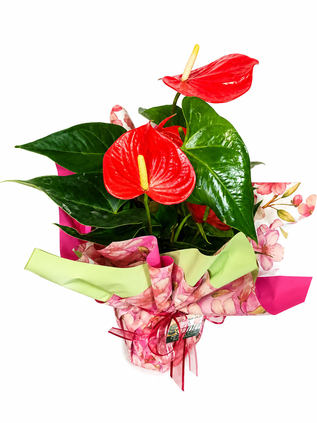 Anthurium Rosso
