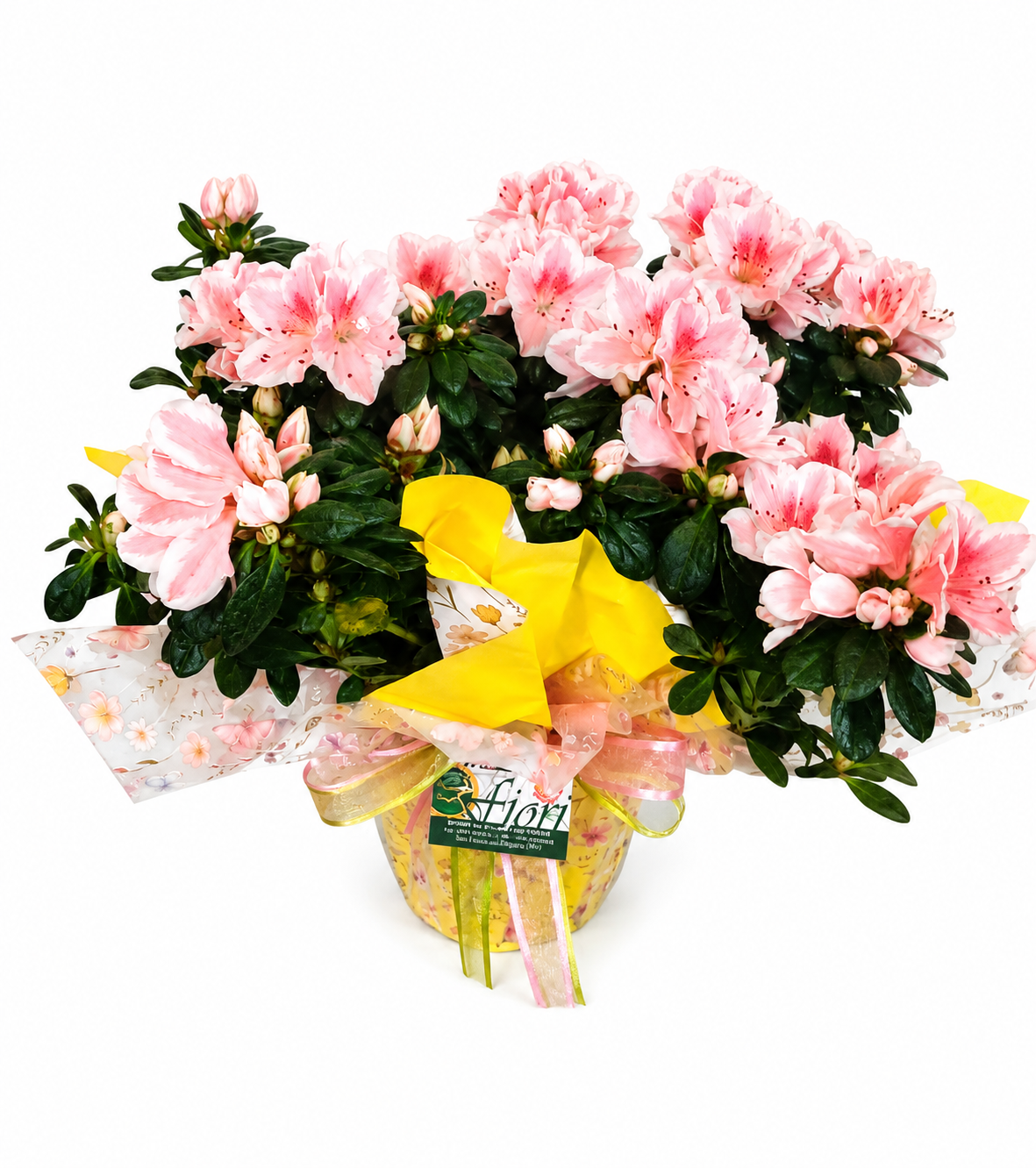 Azalea Rosa in Vaso Decorato
