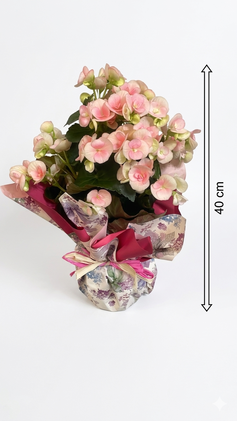 Begonia in Vaso