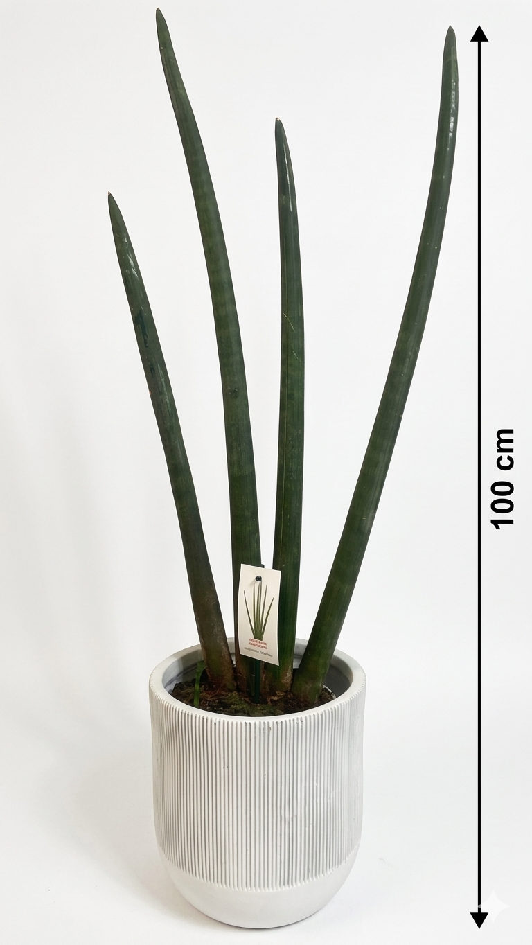 Sansevieria