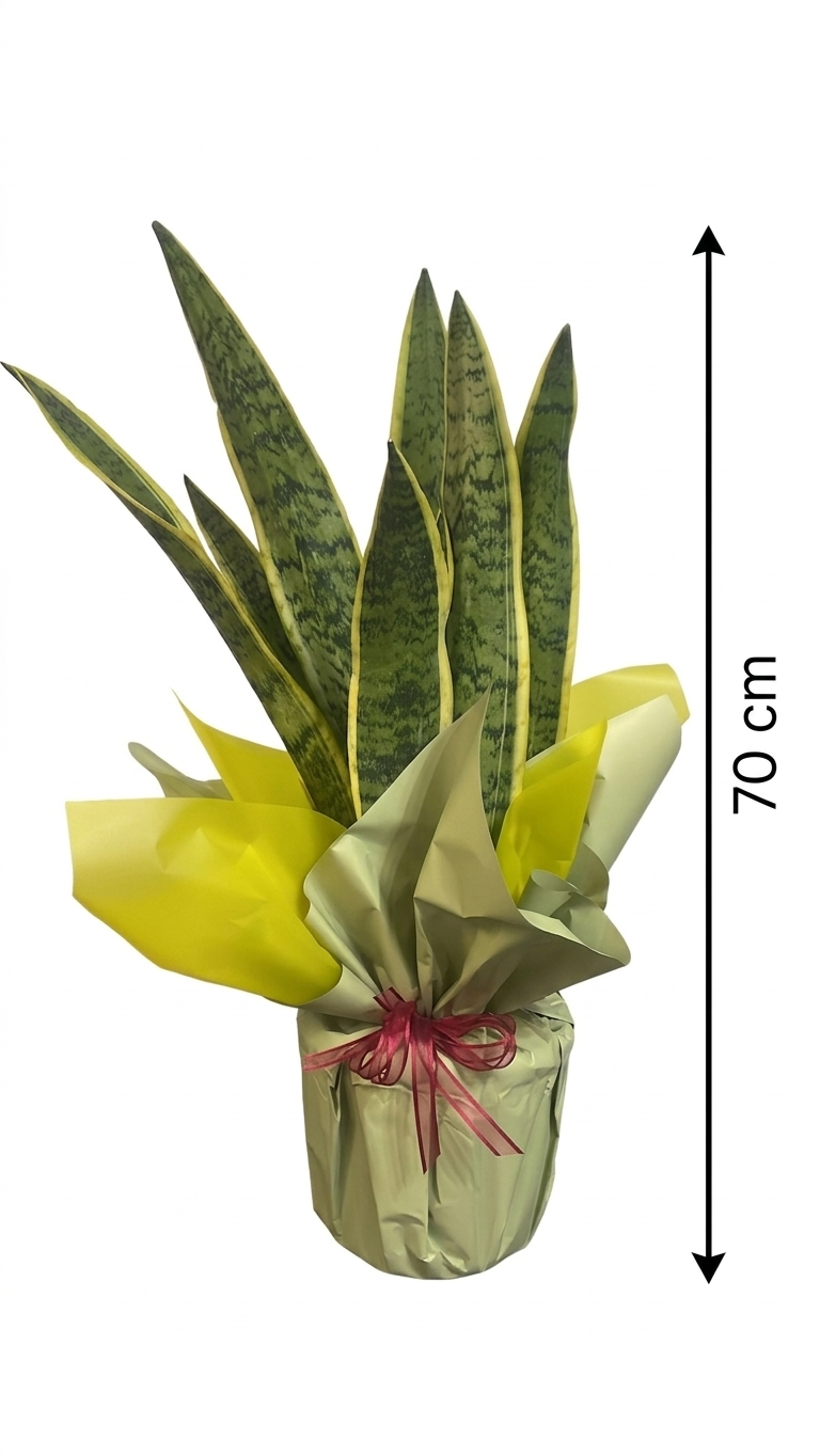 Sansevieria Trifasciata
