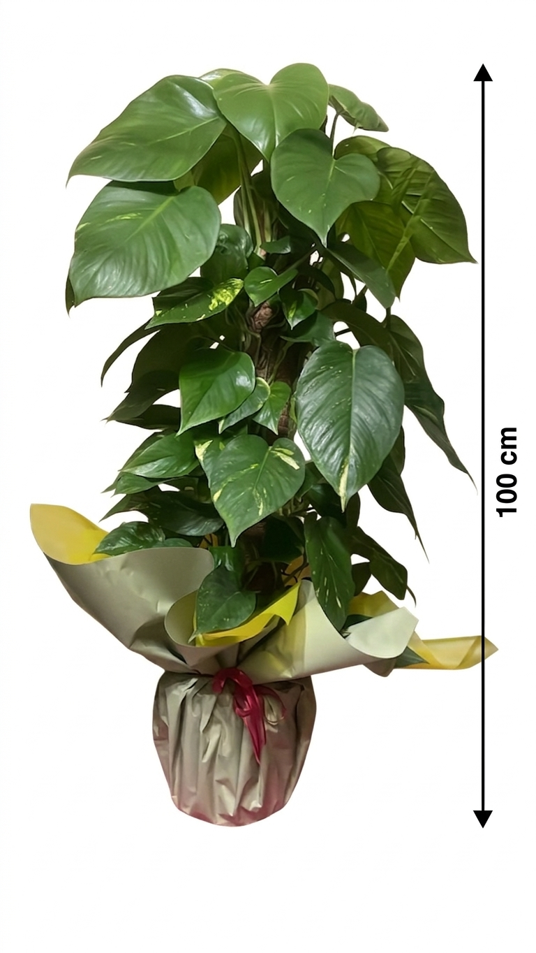 Pianta Pothos