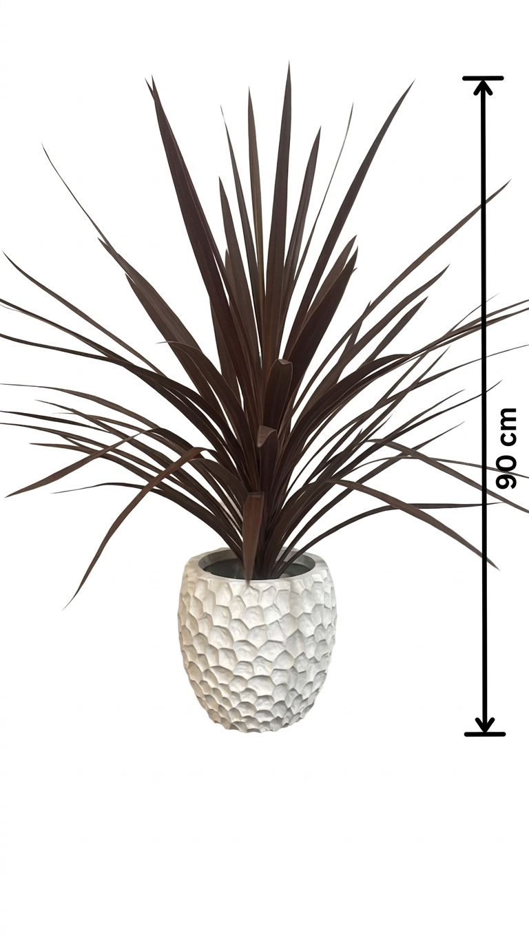 Dracena