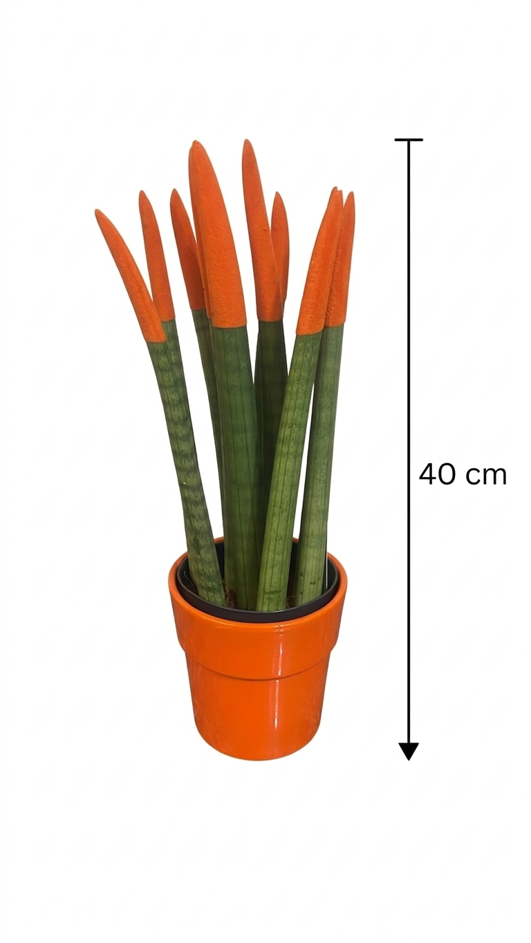 Sansevieria di vari colori