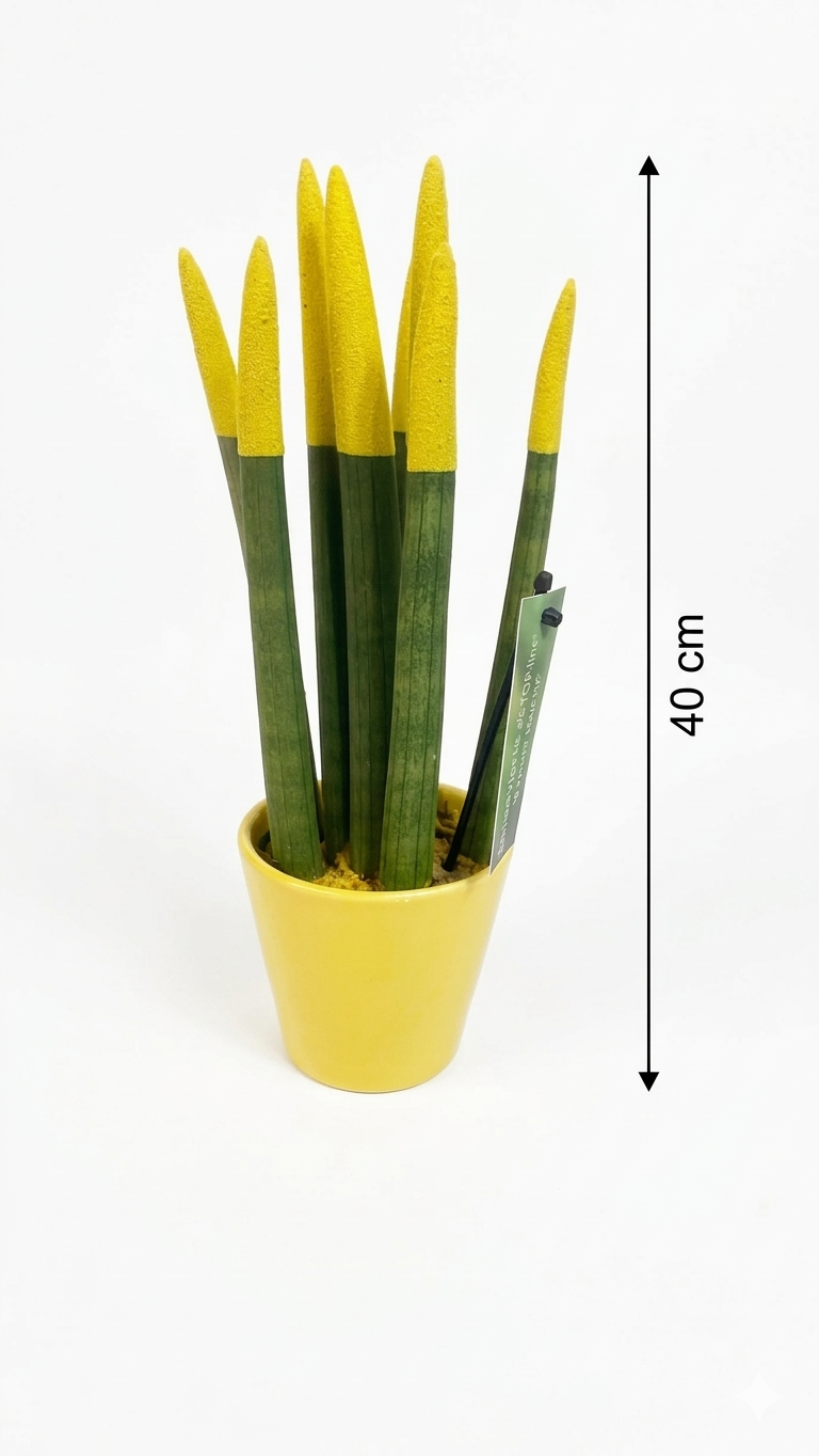 Sansevieria di vari colori