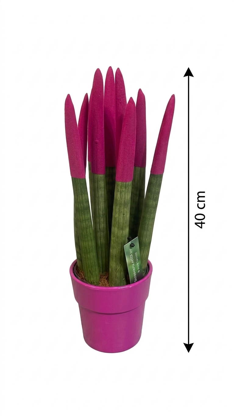 Sansevieria di vari colori