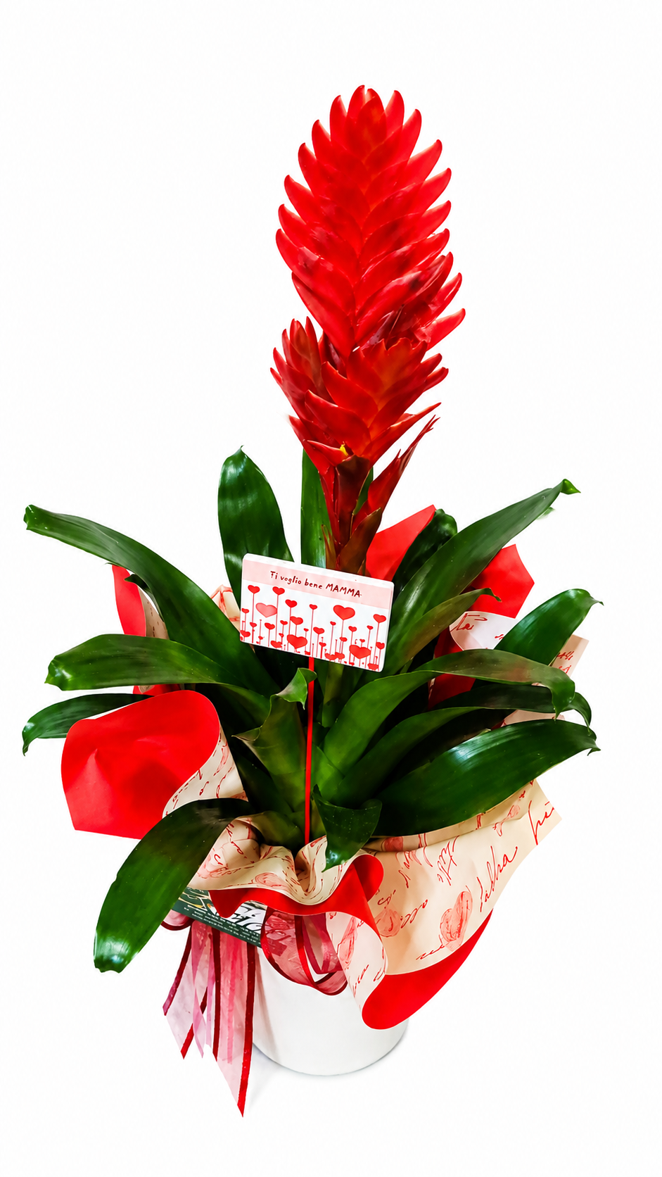 Pianta Bromelia Rossa