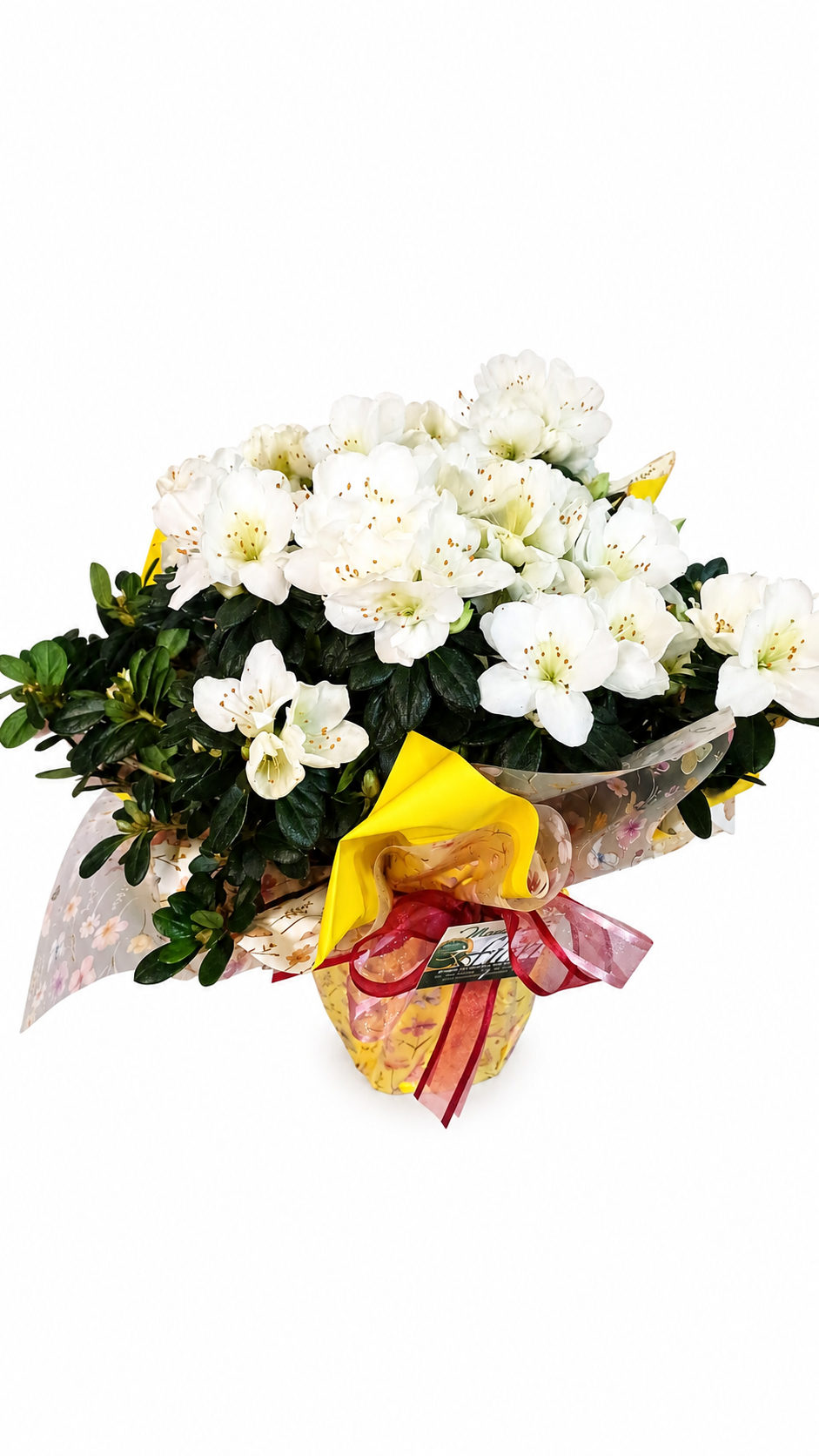 Azalea Bianca in vaso