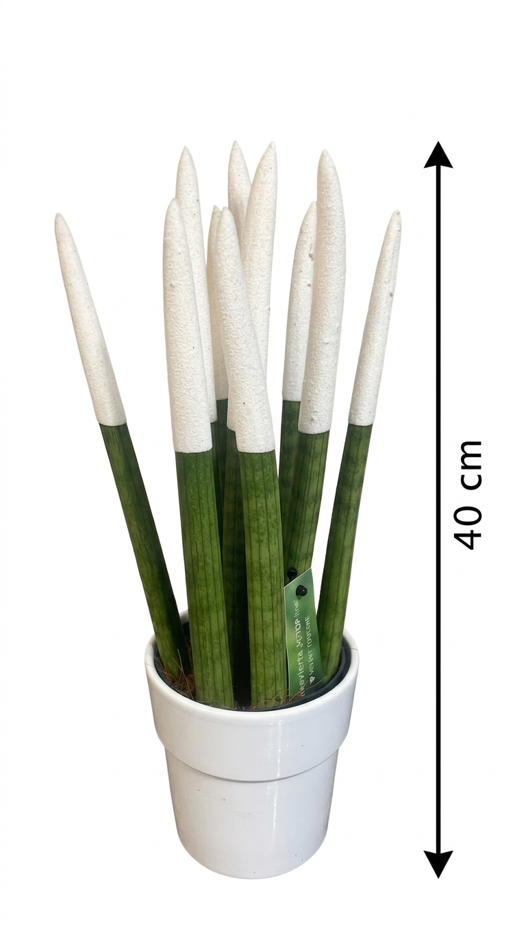 Sansevieria di vari colori