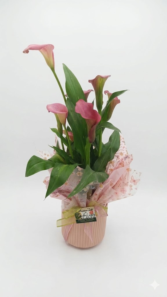 Calla Rosa in Vaso