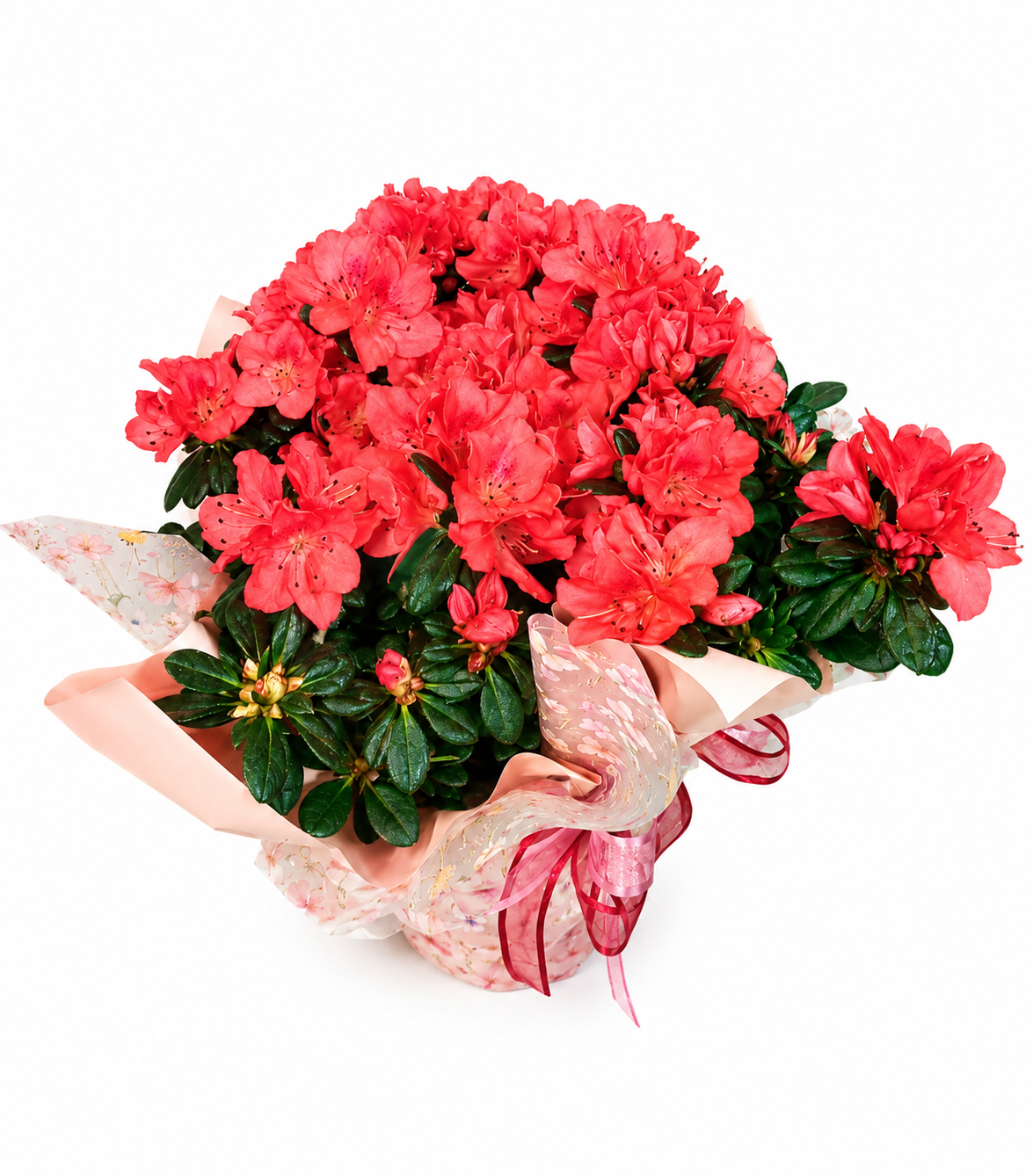 Azalea Rosa in vaso