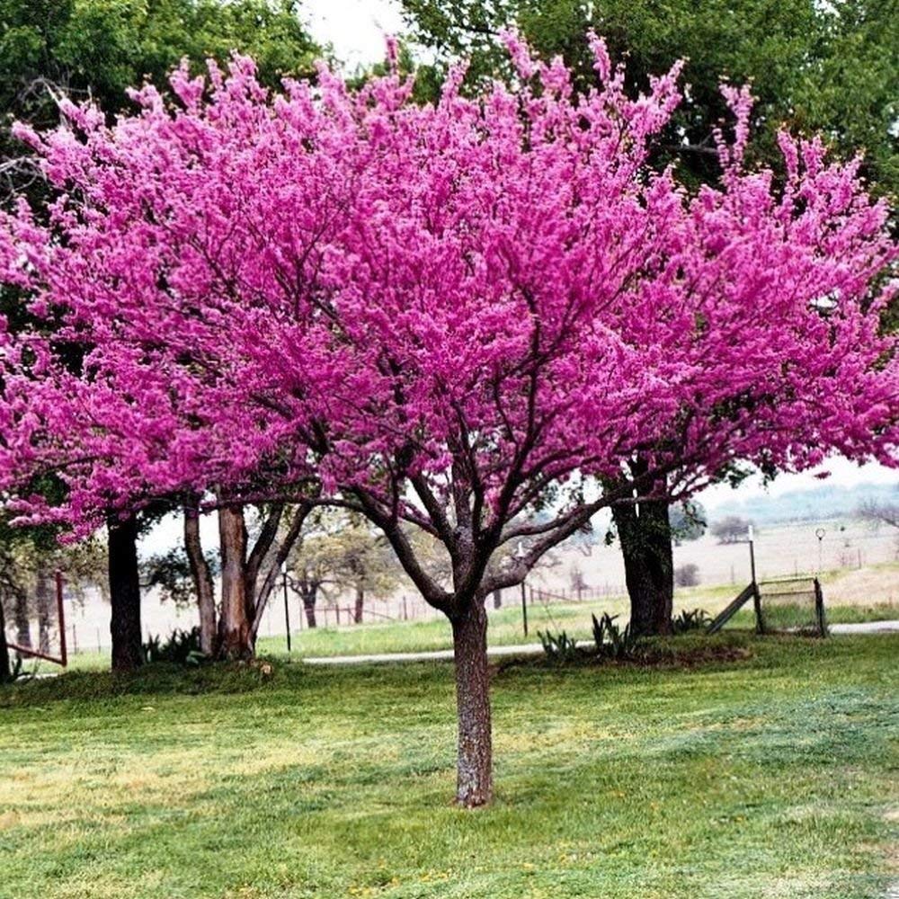 Redbud (3-4 feet)