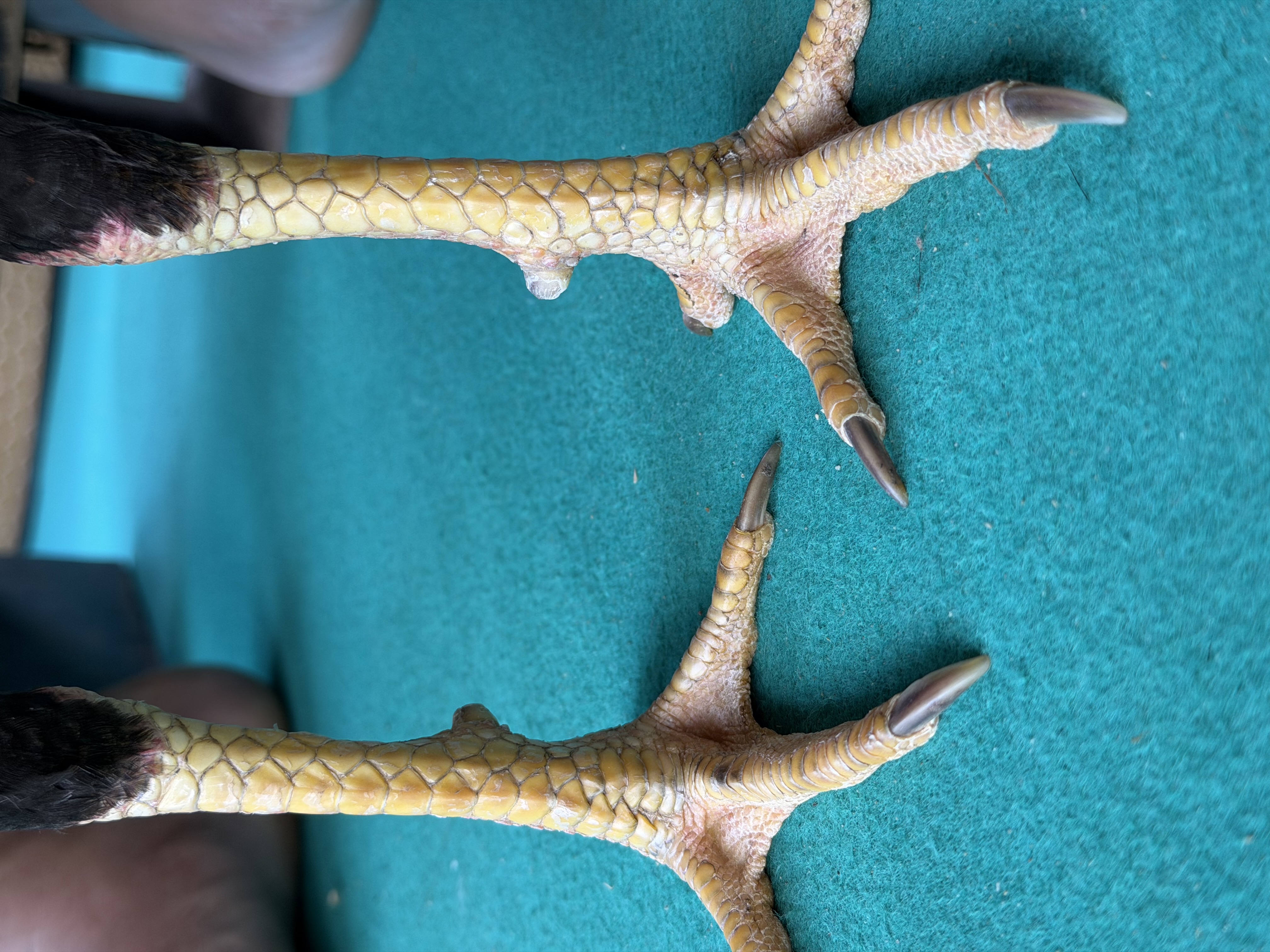 ลูกเยีย์ กิเลนไฟ 001