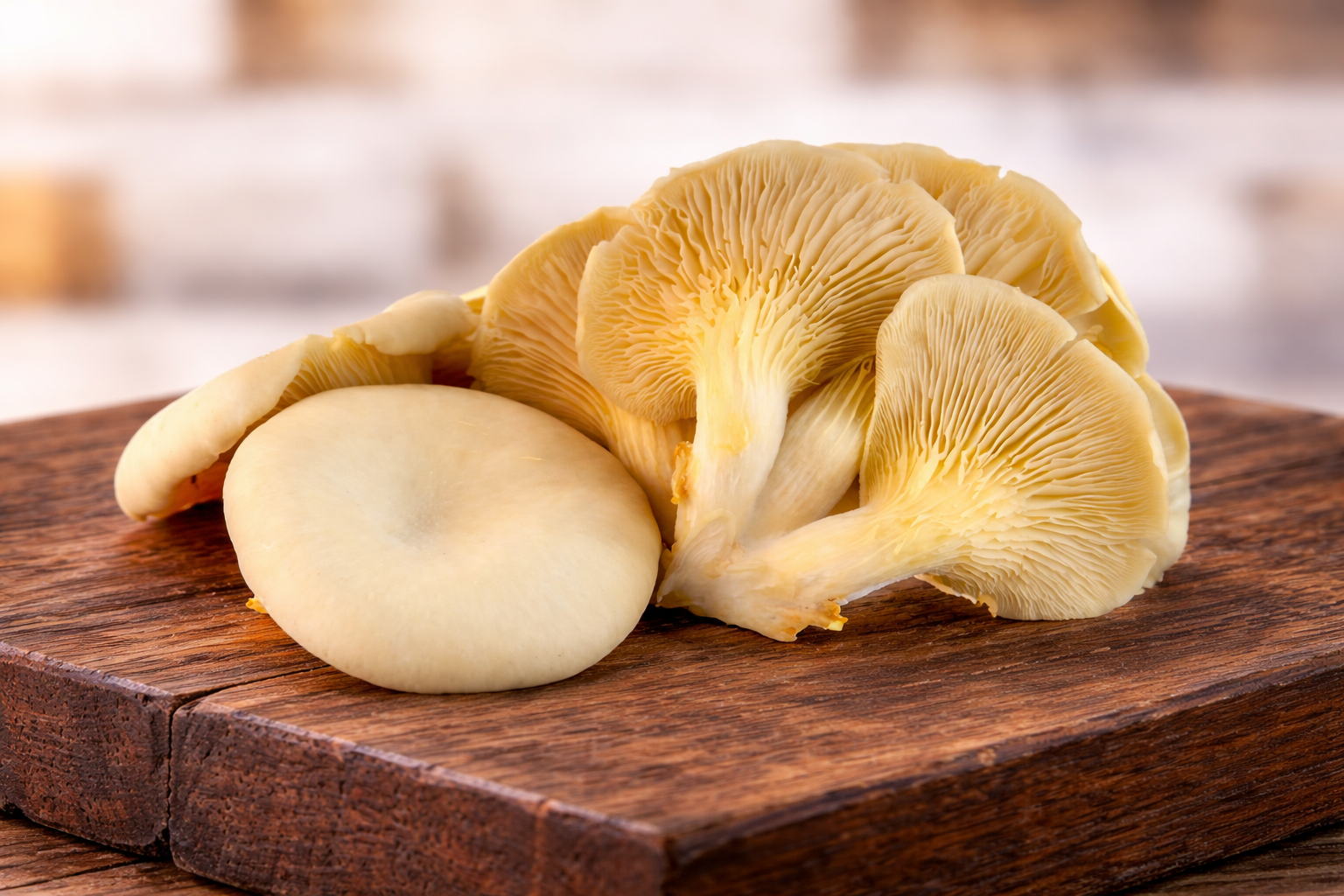 Setas de ostra frescas