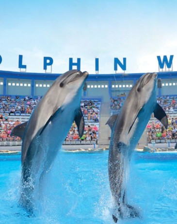 WELCOME TO DOLPHIN WORLD EGYPT