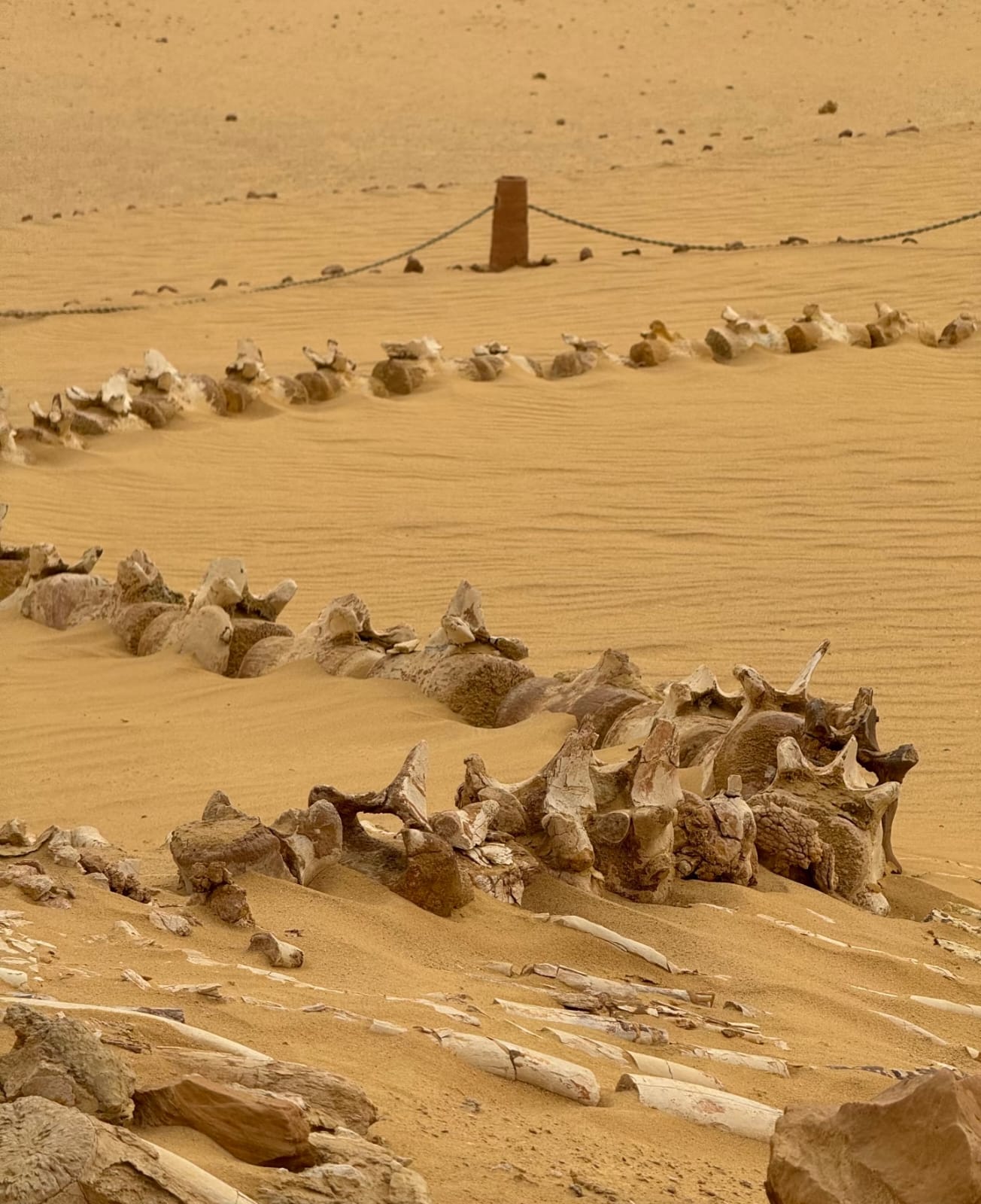 Day Trip to Wadi El-Hitan, Wadi El-Rayyan & Al Fayyom Oasis