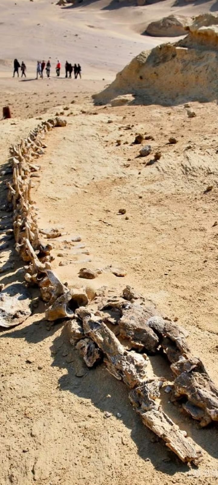 Day Trip to Wadi El-Hitan, Wadi El-Rayyan & Al Fayyom Oasis