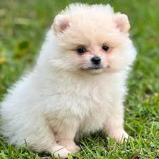 POMERANIAN