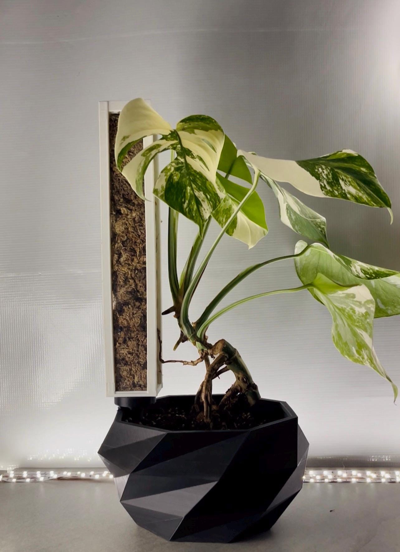 11” Root View Stackable Moss Pole 3D Printed