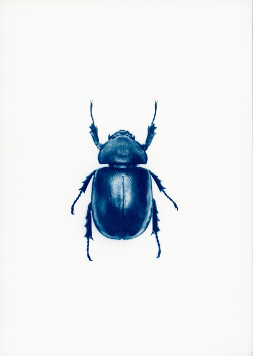 Blue Beetle Art Print