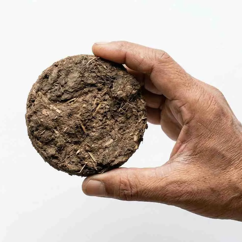 Cow Dung